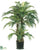 Phoenix Palm Tree - Green - Pack of 2