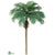 Phoenix Palm Tree - Green - Pack of 2