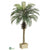 Phoenix Palm Tree - Green - Pack of 1