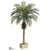 Phoenix Palm Tree - Green - Pack of 2