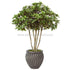 Silk Plants Direct Brazilian Pittosporum Tree - Green White - Pack of 2