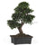 Silk Plants Direct Japanese Ficus Bonsai Plant - Green - Pack of 1