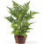 Silk Plants Direct Forest Fern Plant - Green - Pack of 1