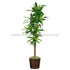 Silk Plants Direct Dracaena Plant - Green - Pack of 1