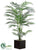 Areca Palm Tree - Green - Pack of 1