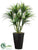 Dracaena - Green - Pack of 1