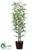 Bamboo Tree - Green - Pack of 1